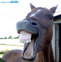 laughing-horse-13.jpg