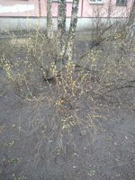 IMG_20200305_091732375.jpg