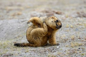 marmot.thumb.jpg.44f86dc2fd2c2fca45ba42a1b3ed4a81.jpg